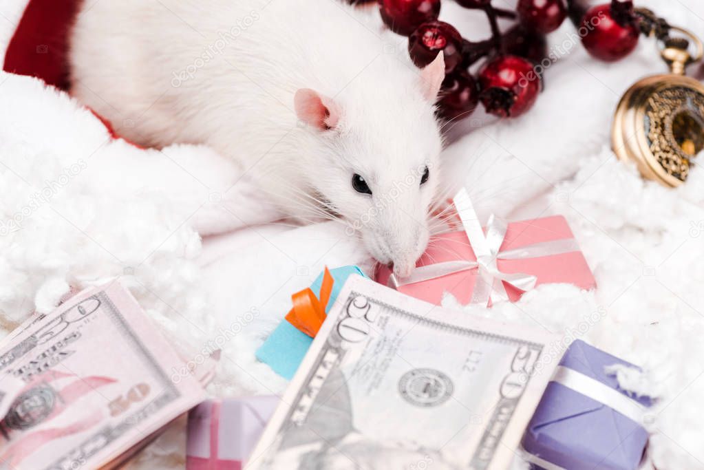 selective focus of small mouse near presents and dollar banknotes 