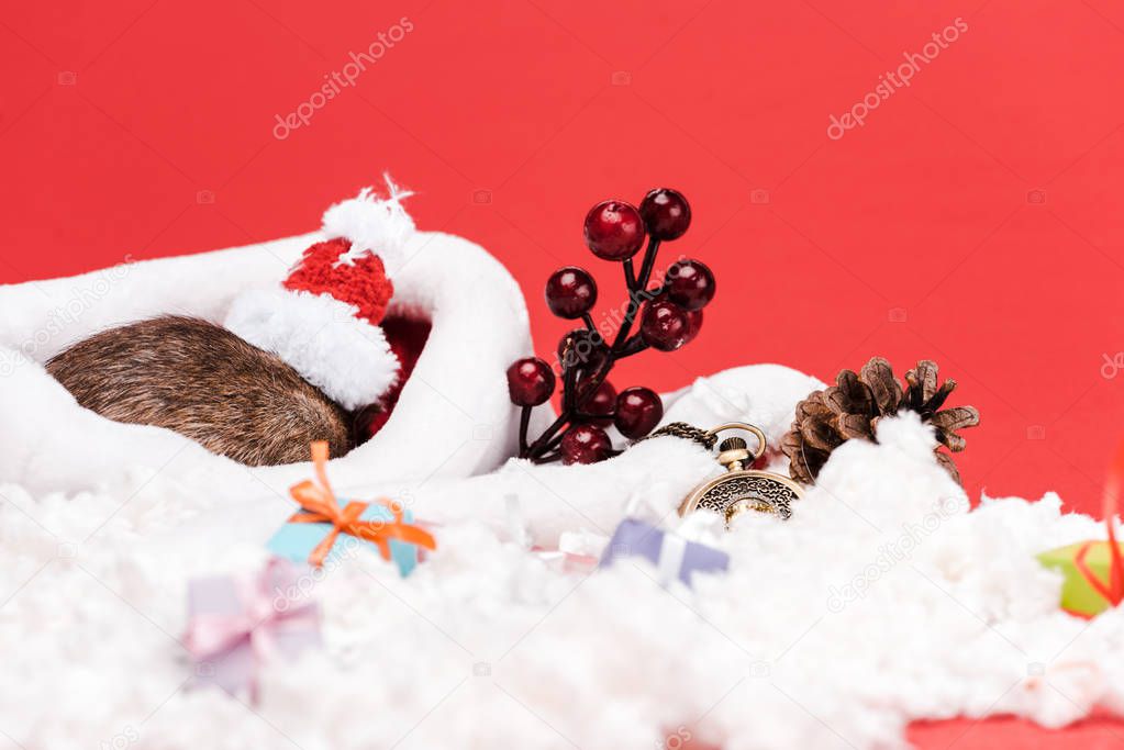 selective focus of rat in small santa hat near presents and pocket watch isolated on red 