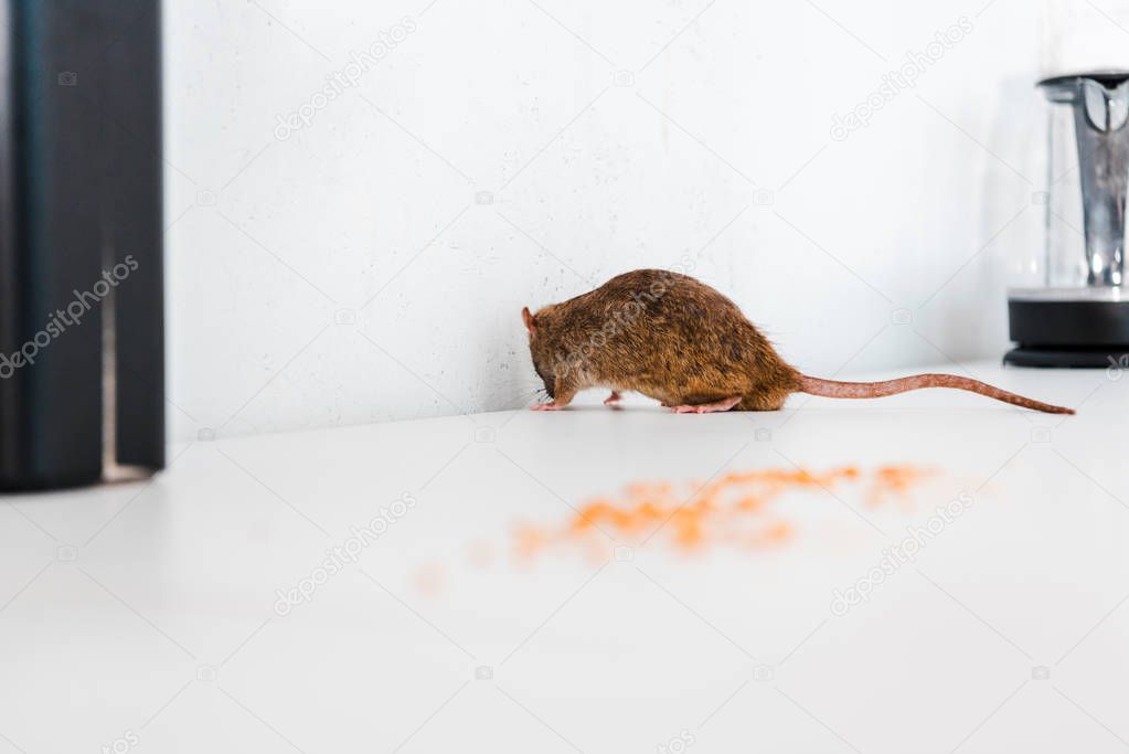 selective focus of rat near uncooked peas on table 
