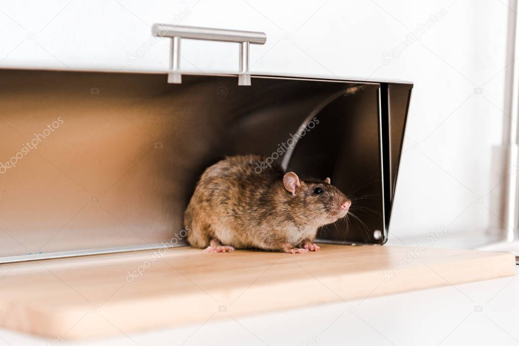 little mouse in bread box in kitchen 