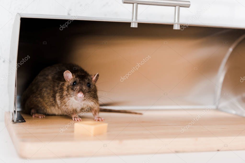 selective focus of little mouse in bread box near cube of cheese in kitchen 