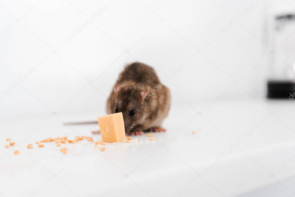 small rat near tasty cube of cheese on table 