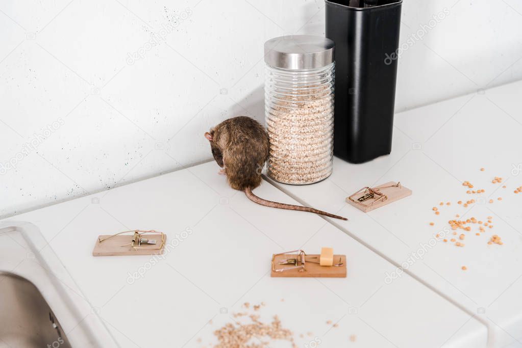 selective focus of small rat near glass jar with barley and mousetraps 