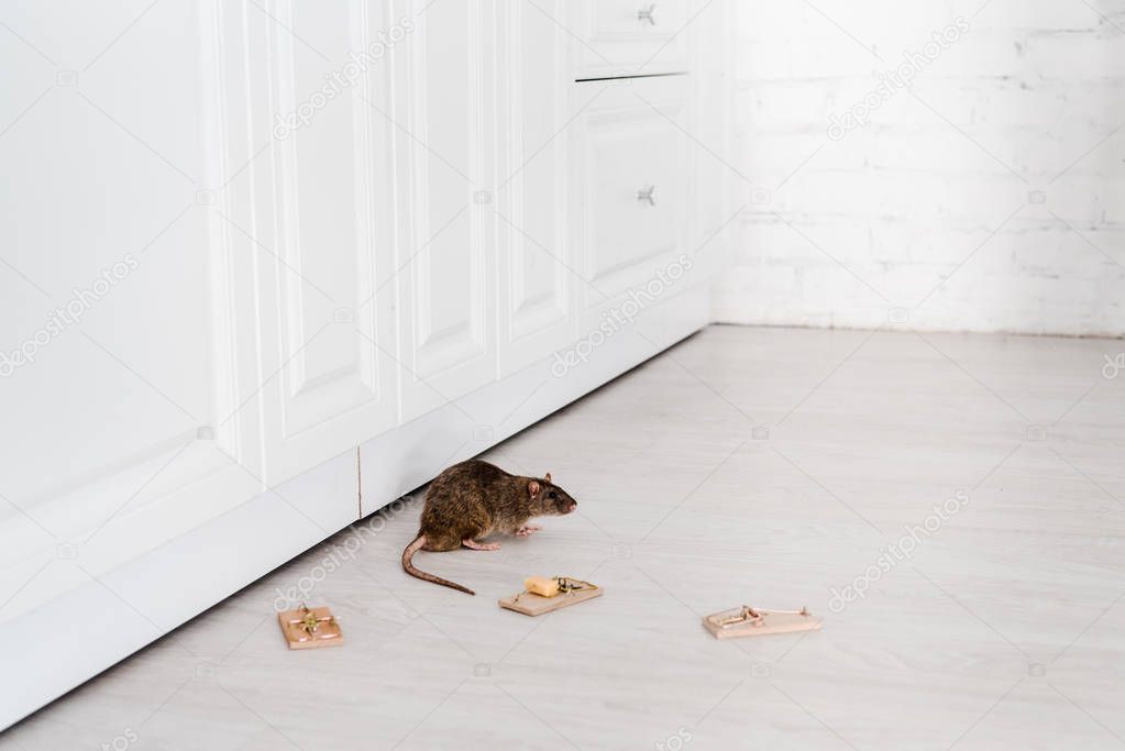 small rat near wooden mousetraps and cube of cheese on floor 