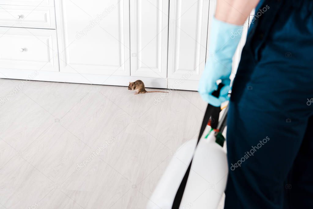cropped view of man in blue latex glove holding toxic equipment near rat on floor 