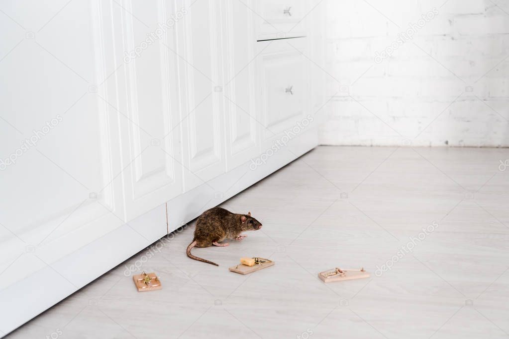 rat near wooden mousetraps and cube of cheese on floor 