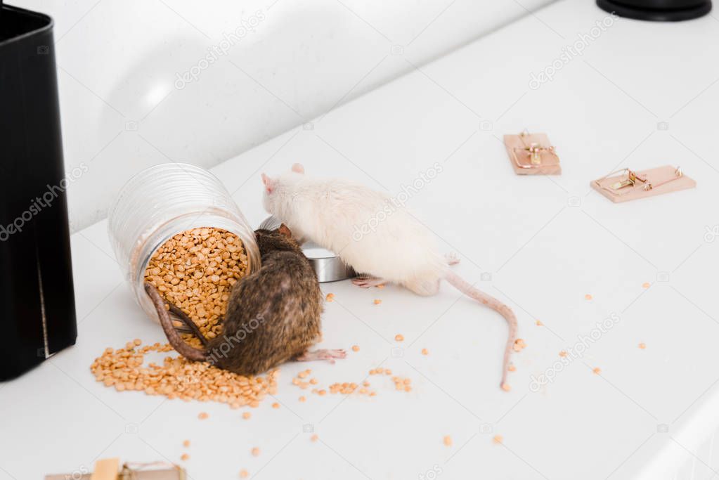 selective focus of small rats near glass jar with peas on table 