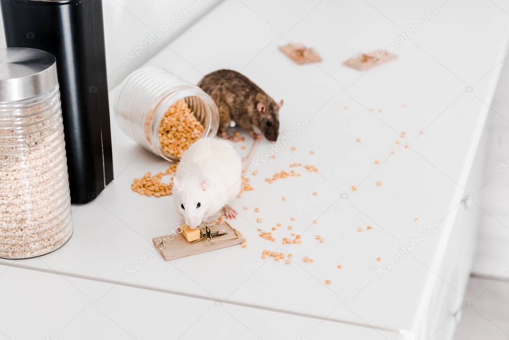 selective focus of small rats near glass jars with peas and barley on table 