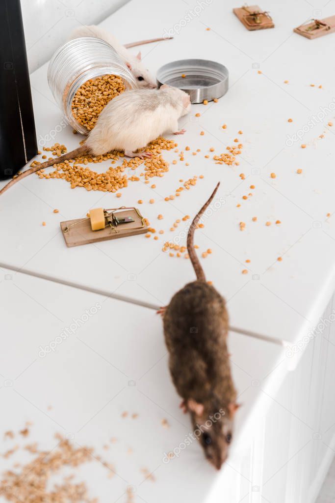 selective focus of small rats near glass jar with peas on messy table 