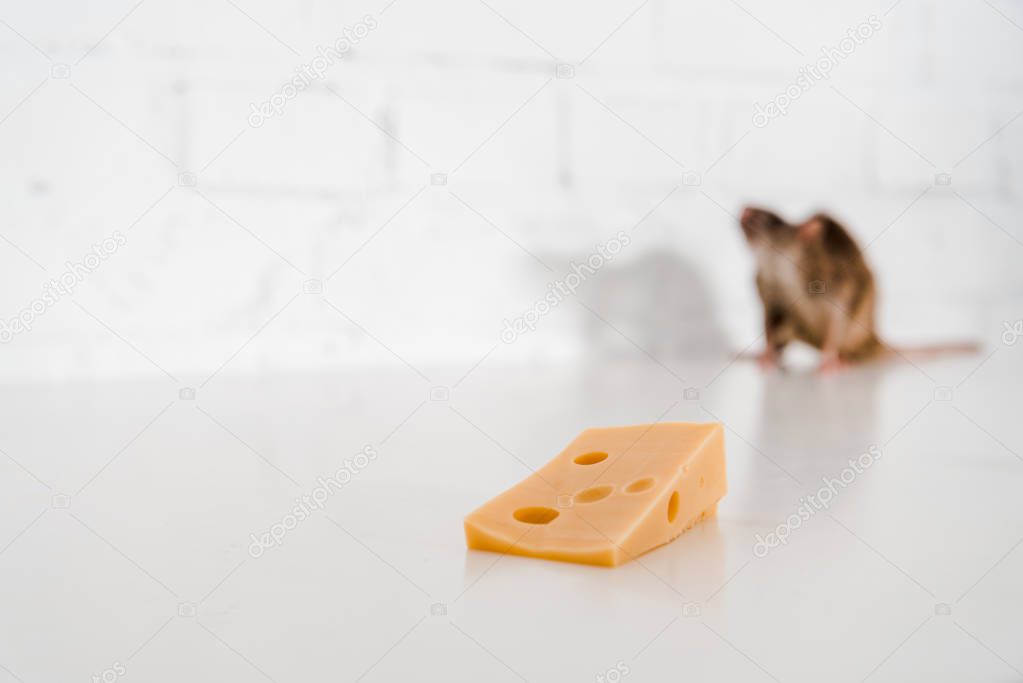 selective focus of tasty cheese near rat on table 