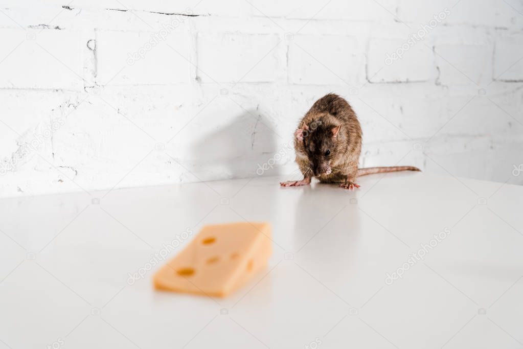 selective focus of small rat near tasty cheese on table 