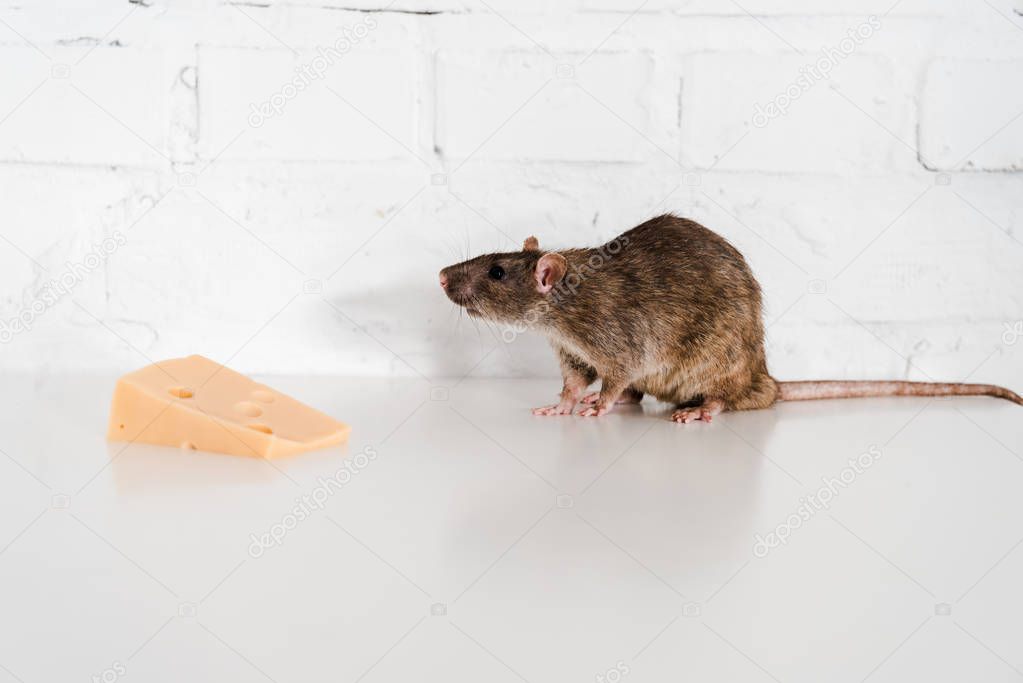 tasty cheese near rat on table near brick wall 