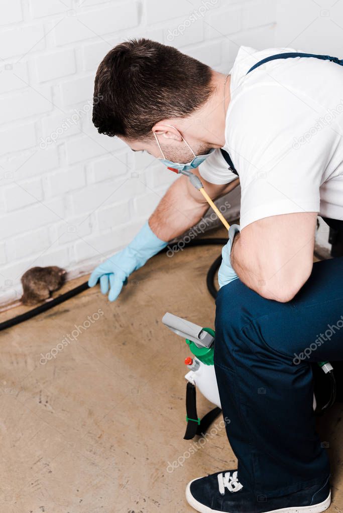 selective focus of exterminator in uniform catching rat near brick wall 
