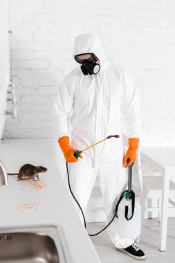 exterminator holding toxic spray and looking at rat near peas on table  clipart