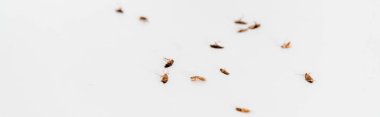 panoramic shot of dead cockroaches isolated on white  clipart