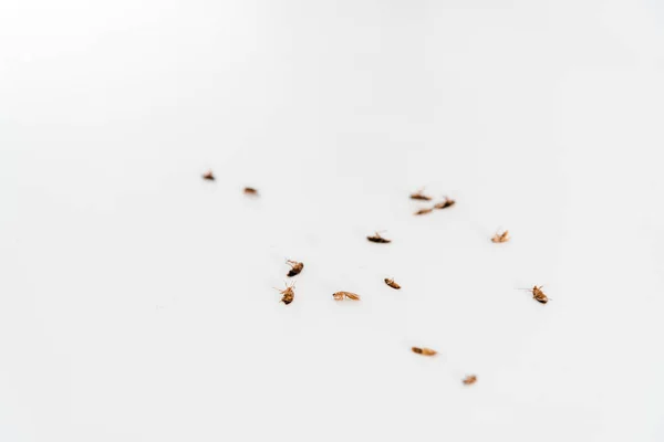 Foco Selectivo Cucarachas Muertas Aisladas Blanco —  Fotos de Stock