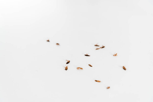 selective focus of dead cockroaches isolated on white 