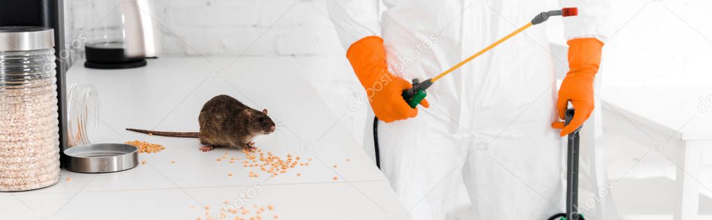 panoramic shot of exterminator holding toxic spray and standing near rat on table 