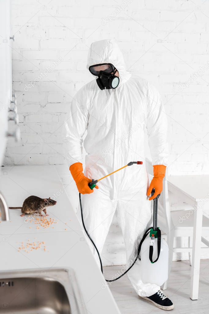 exterminator holding toxic spray and looking at rat near peas on table 