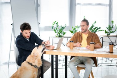 yakışıklı adam altın retriever besleme ve arkadaşı ona bakıyor 