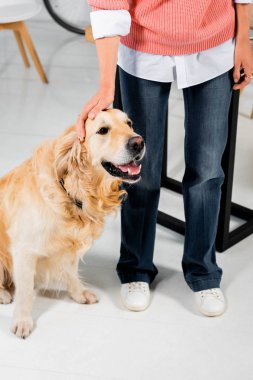 ofiste sevimli altın retriever okşayarak kadın kırpılmış görünümü 