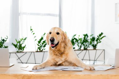 ofiste belgelerle masada oturan sevimli altın retriever 