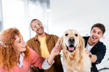 ofiste sevimli altın retriever okşayarak üç gülümseyen arkadaşlar seçici odak 