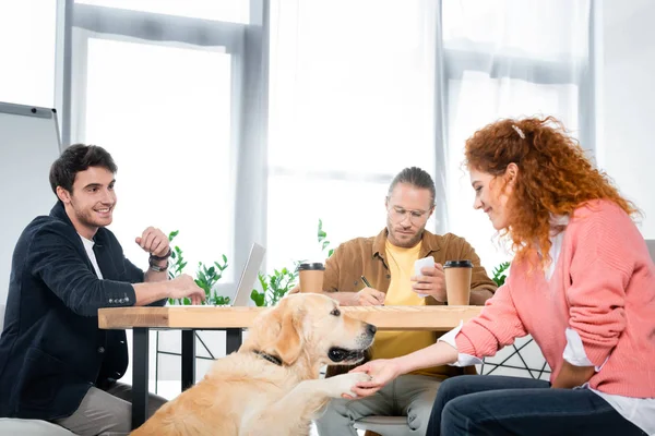 Three Friends Working Asking Paw Cute Golden Retriever — Stock Photo, Image