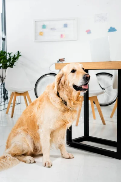 Cute Golden Retriever Sitting Floor Table Office — Stock Photo, Image