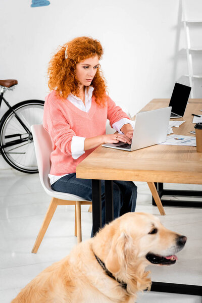 attractive woman sitting at table and using laptop, golden retriever sitting on floor 