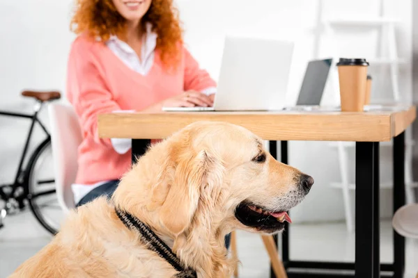 Selektiv Fokus Cute Golden Retriever Nära Bord Office — Stockfoto