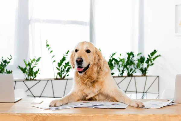 Leuke Golden Retriever Zittend Aan Tafel Met Documenten Office — Stockfoto