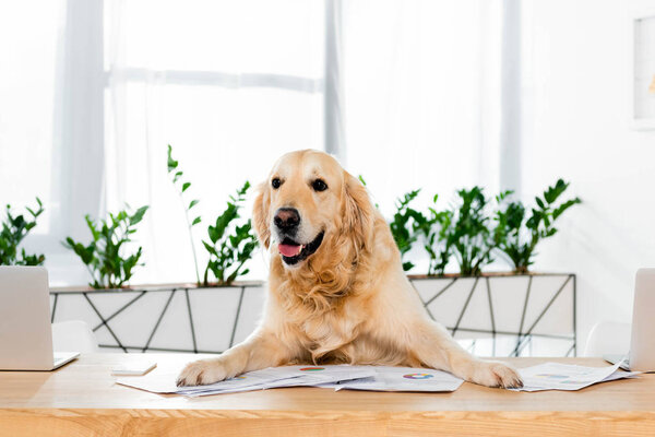 cute golden retriever sitting at table with documents in office 