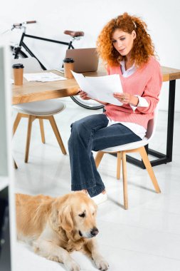 ofiste yerde yatan evrak ve altın retriever yapıyor pembe kazak çekici kadın 
