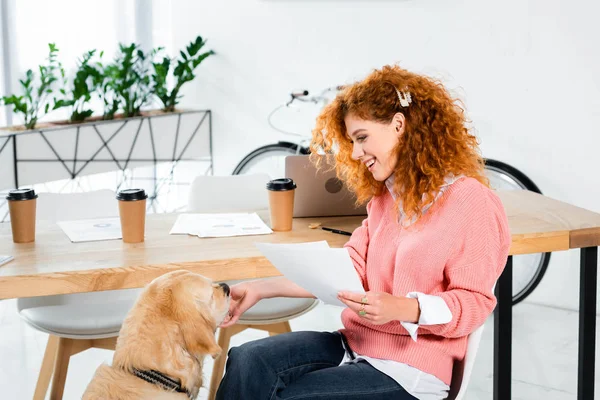 Atractiva Sonriente Mujer Suéter Rosa Alimentación Golden Retriever Oficina — Foto de Stock