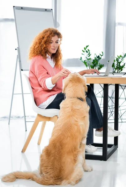 有吸引力的女人在粉红色毛衣喂养金色的猎犬在办公室 — 图库照片