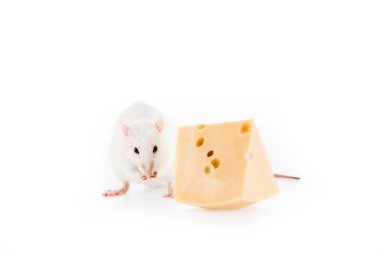 Yeni yılda kopya alanı olan beyaz arkaplanda fare ve peynir 