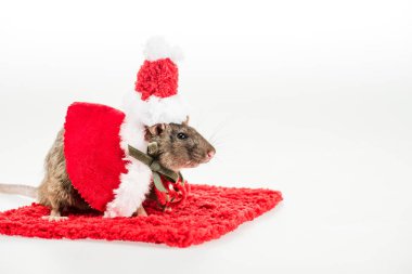 Yeni yılda kostüm giymiş sıçan ve kırmızı halıdaki Noel Baba şapkası beyaz arka planda 