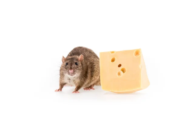 Yeni Yılda Kopya Alanı Olan Beyaz Arkaplanda Fare Peynir — Stok fotoğraf