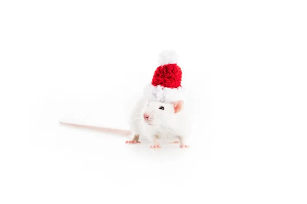 白色背景 头戴圣诞礼帽的老鼠 新年有复制空间 — 图库照片
