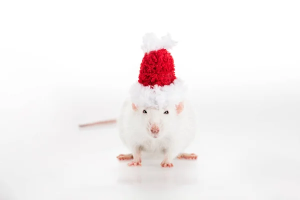 Rat Santa Hat White Background Copy Space New Year — Stock Photo, Image