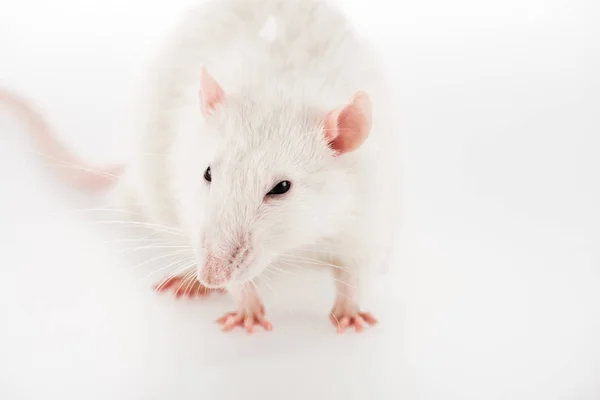 Ratto Bianco Sfondo Bianco Con Spazio Copia Anno Nuovo — Foto Stock