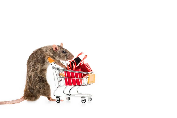 Ratte Hält Einkaufswagen Mit Einkaufstaschen Auf Weißem Hintergrund Neuen Jahr — Stockfoto