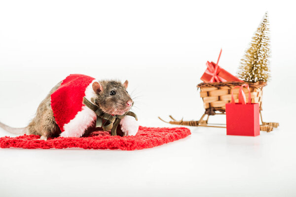 selective focus of rat in costume on red carpet on white background in New Year 