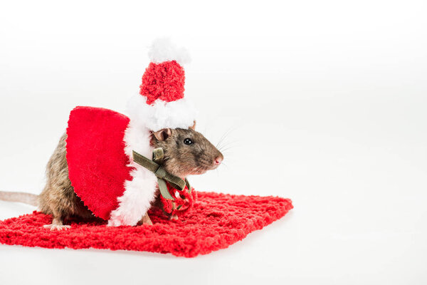 rat in costume and santa hat on red carpet on white background in New Year 