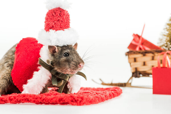 селективное внимание крысы в костюме и шляпе Санты на красной ковровой дорожке в Новый год
 