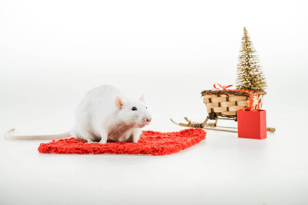 rat on red carpet and wicker sled with christmas tree in New Year 