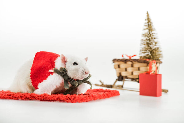 селективный фокус крысы в костюме на красной ковровой дорожке в Новый год
 