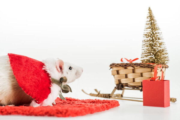 rat in costume on red carpet and wicker sled with christmas tree in New Year 