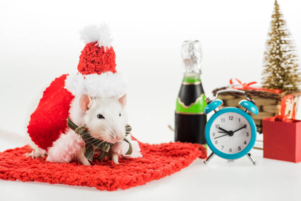 селективный фокус крысы в костюме и шляпе Санты на красной ковровой дорожке и будильнике в Новый год
 